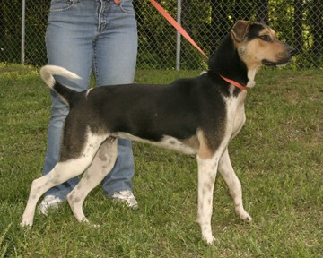 Other Photos of thie Dog